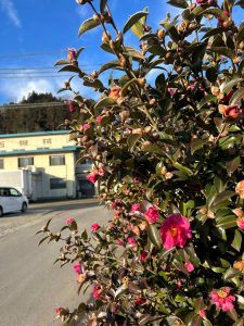寒さに負けず、ツバキの花が出迎えてくれています。